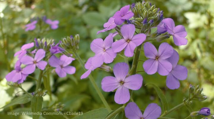 Sweet Rocket flowers with fragrant purple and blue clusters against lush green leaves.