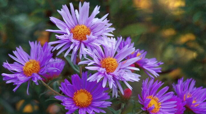 New England Aster Symphyotrichum novae-angliae with purple blooms and yellow centers, late-season pollinator plant

