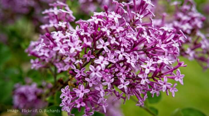Dark purple reblooming lilac shrub near a garden walkway