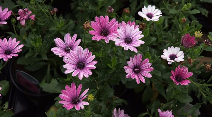 purple and pink african daisies