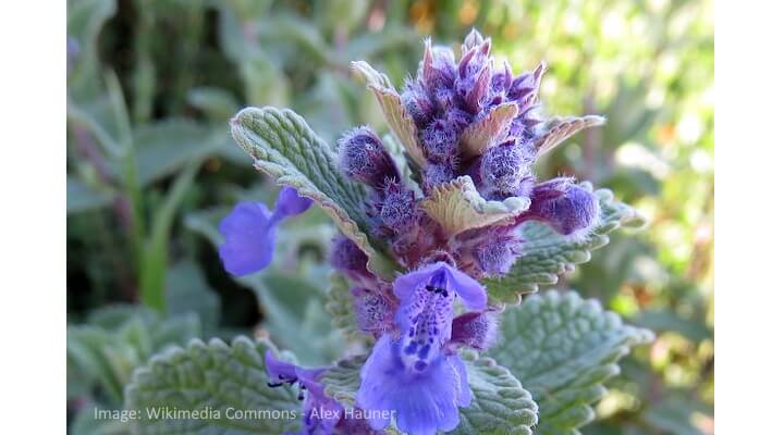 Catmint flowering with lilac whorls and gray-green foliage