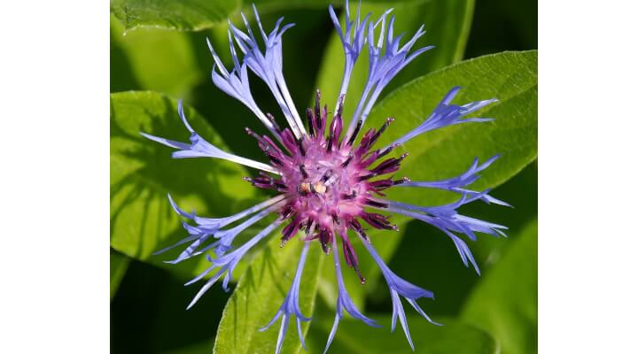 Wildflower garden featuring indigo-blue Cornflower blooms surrounded by green grass.