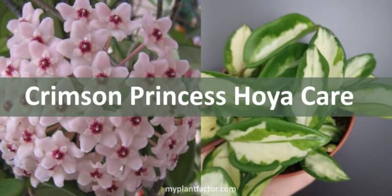 crimson princess hoya care