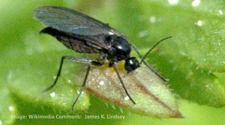 Fungus gnat adult with long legs and translucent wings feeding on a houseplant leaf.