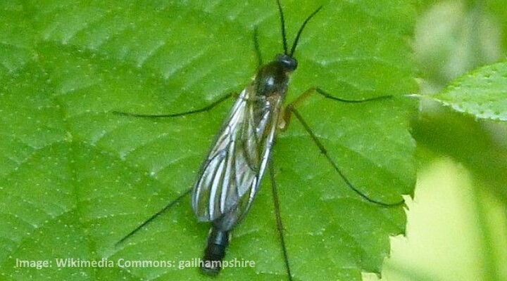 Close-up of an adult fungus gnat resting on a green leaf.