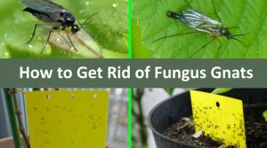 gnats in houseplants
