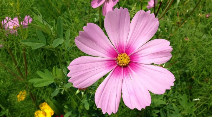 pink and purple garden cosmos flowers