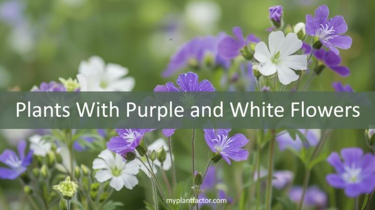 plants purple white flowers for gardens