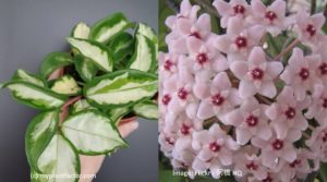 hoya krimson princess flowers