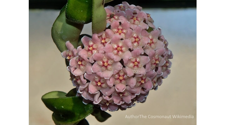 Fragrant pink Hoya Krimson Princess flower cluster with waxy petals and deep red centers, in full indoor bloom