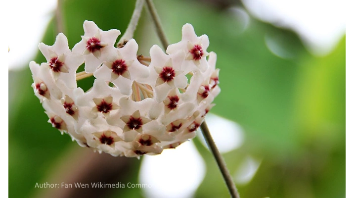 Cluster of waxy, star-shaped Hoya Krimson Princess flowers with pink centers, blooming in bright indirect light