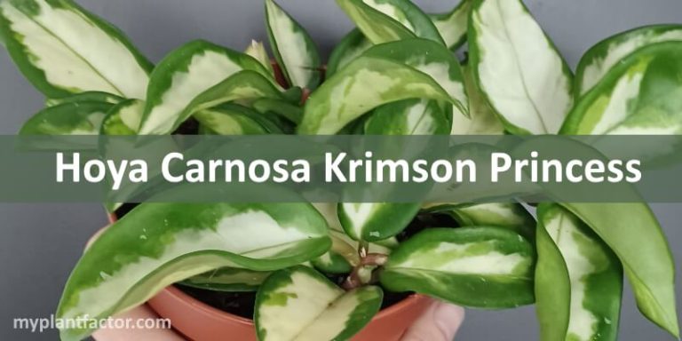 hoya carnosa krimson princess myplantfactor