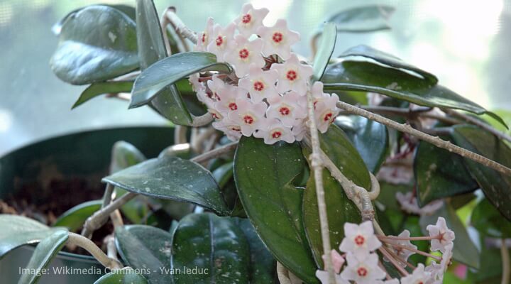 how to identify hoya leaves