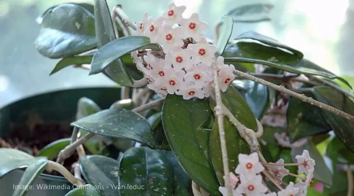 hoya carnosa identification