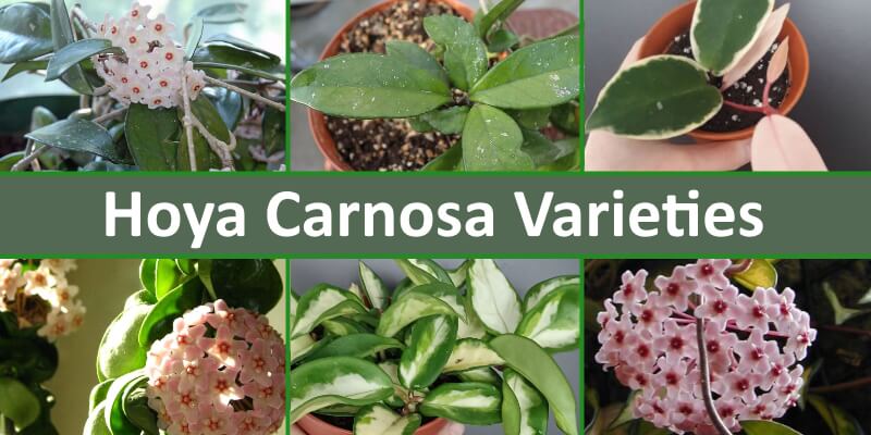 Best Hoya Carnosa Varieties For Every Home Care Tips Best Hoya Carnosa Varieties For Every Home Care Tips