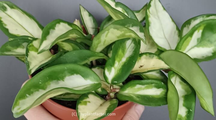hoya crimson princess