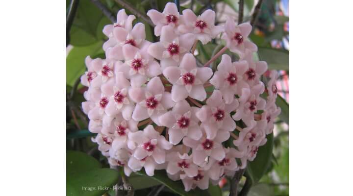 crimson princess flowers