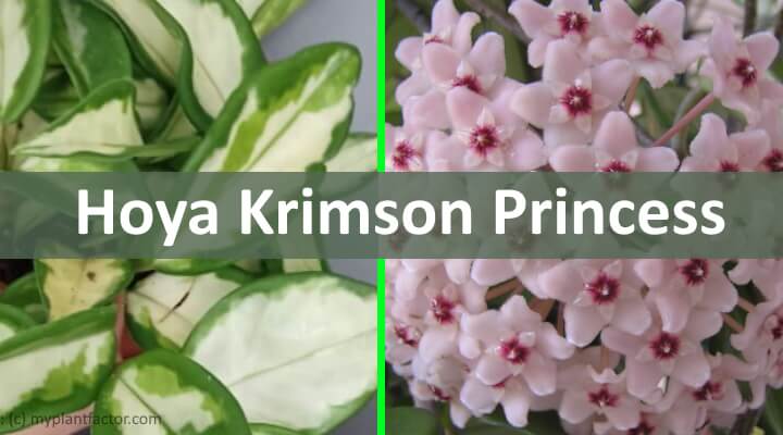 hoya krimson princess