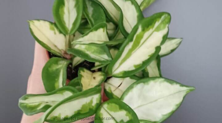 hoya krimson princess leaves