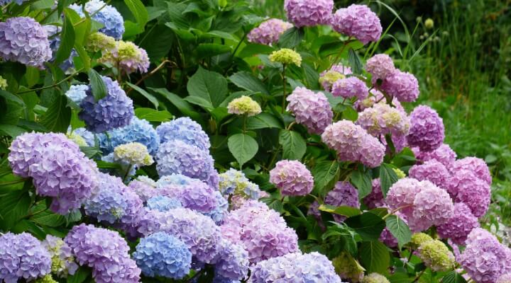 Mophead Hydrangea blooms transitioning from deep blue to vibrant purple depending on soil pH.