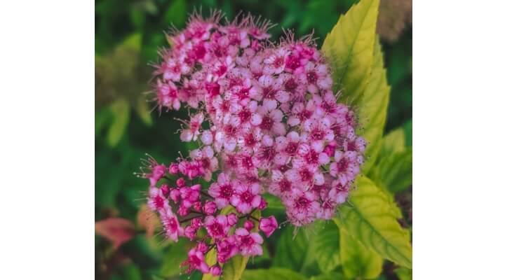 japanese meadowsweet pink-purple flowers
