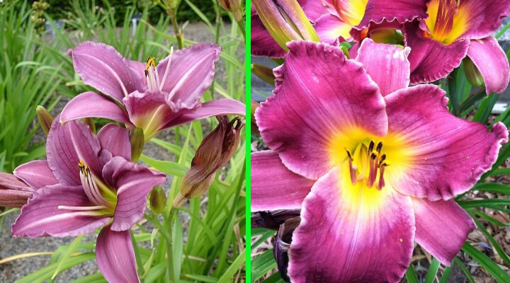 colorful pink and purple daylily flowers