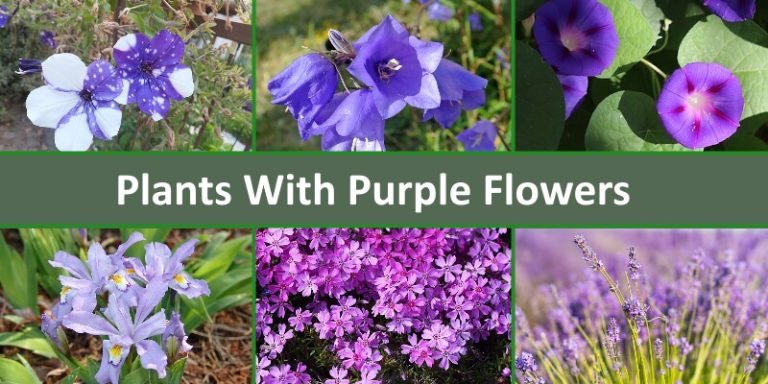 purple flowers plants