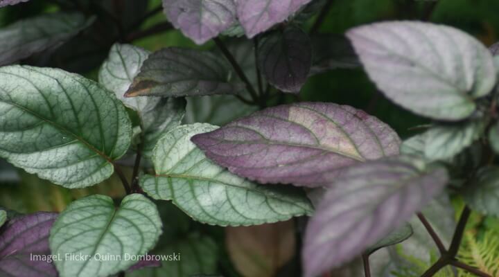 purple waffle plant hemigraphis alternata crinkled purple-green leaves, cat safe