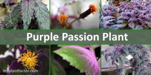 purple passion plant header myplantfactor