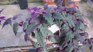 purple passion plant propagation