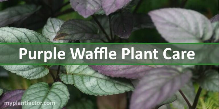 purple waffle plant care