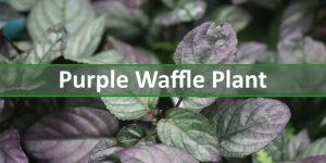 purple waffle plant myplantfactor