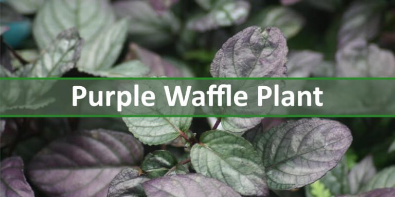 purple waffle plant myplantfactor