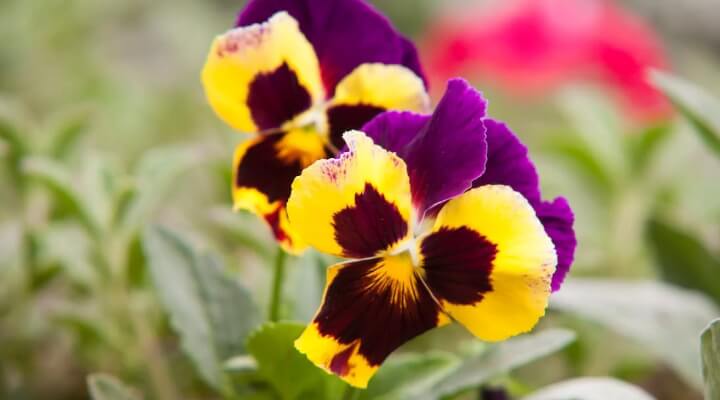 Purple and yellow pansies in a spring container display