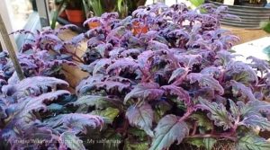 propagating purple passion plant