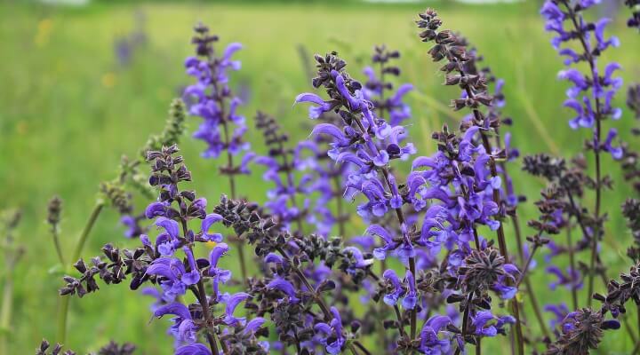 Salvia plants with tall purple flower spikes and silvery leaves