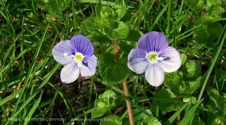 Speedwell flowers with upright violet spikes and bees