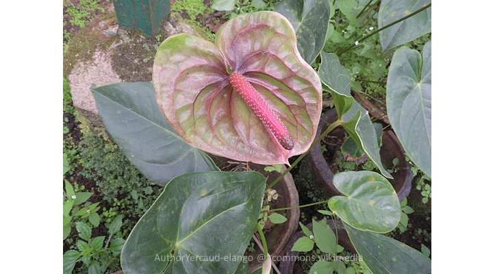 anthurium tickled pink with heart-shaped spathe and bright pink spadix in tropical garden