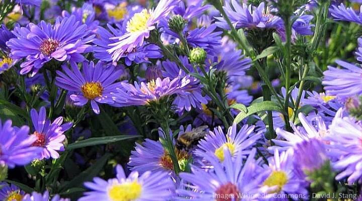 New York Aster Aster novi-belgii featuring soft purple and yellow flowers, classic fall garden plant