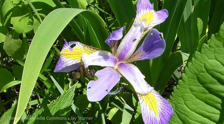 Blue Flag Iris virginica in bloom with violet and yellow petals, native wildflower for wetland gardens