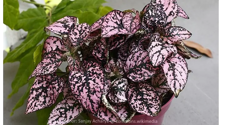 polka dot plant with vibrant pink leaves speckled with dark green
