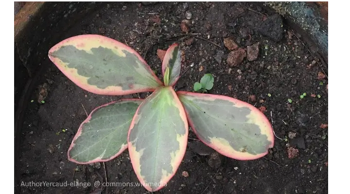 peperomia ginny plant with thick variegated leaves edged in blush pink