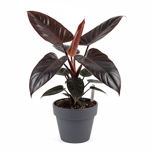 Philodendron Black Cardinal with bronze to nearly black foliage