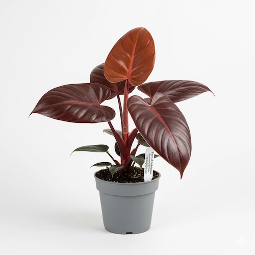 Philodendron Burgundy with deep green to burgundy-toned leaves