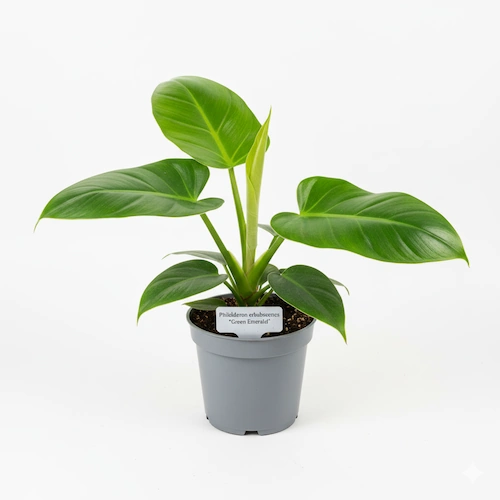 Philodendron Green Emerald with glossy solid green foliage