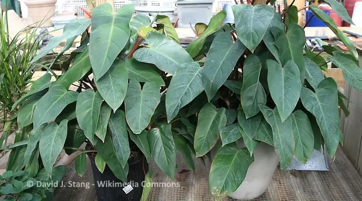 Philodendron Red Emerald with elongated green leaves and red stems in pots
