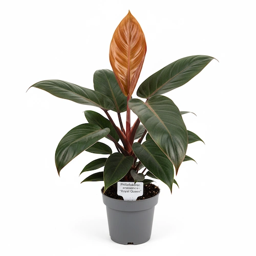Philodendron Royal Queen with deep green leaves and pink veins