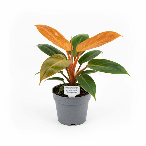 Philodendron Tangerine with vivid orange-red new leaves turning green