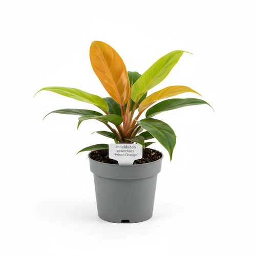 Philodendron Prince of Orange with orange new leaves fading to chartreuse