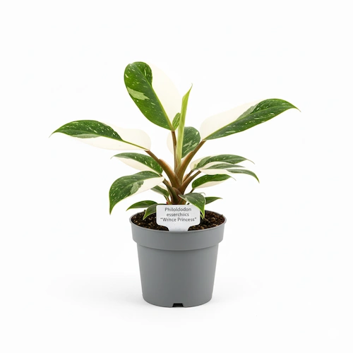 Philodendron White Princess with crisp white variegation on green leaves